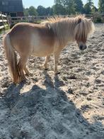 Mini Shetland, Dieren en Toebehoren, Pony's, Gechipt, Ruin, Niet van toepassing, A pony (tot 1.17m)