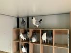 Duitse modena, Dieren en Toebehoren, Vogels | Duiven, Meerdere dieren, Overige soorten