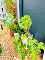 Indoor Plants, Ophalen, Overige soorten, Volle zon