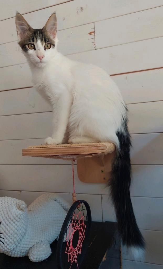 Lieve jonge semi langharige knuffelkat Otto in NL, Dieren en Toebehoren, Katten en Kittens | Overige Katten, Langharig, Kater