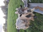 Dwergbok Herman, Dieren en Toebehoren, Mannelijk, Geit