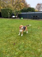 Beagle puppy 6 maanden oud, Beagle, 15 weken tot 1 jaar, Reu, Eén hond