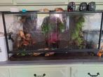 Terrarium L100 x H51 x D50, Dieren en Toebehoren, Reptielen en Amfibieën | Toebehoren, Ophalen of Verzenden, Zo goed als nieuw
