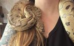 Pythons, Dieren en Toebehoren, Reptielen en Amfibieën, Slang, Tam, 3 tot 6 jaar
