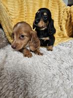 Langharige dwerg teckel kaninchen langhaar dwergteckel pups, 8 tot 15 weken, Meerdere, Nederland, Fokker | Hobbymatig