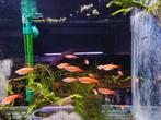 Diverse tropisch vissen op voorraad, Dieren en Toebehoren, Vissen | Aquariumvissen, Vis, Zoetwatervis