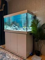 Juwel Rio 350 liter aquarium–compleet met vissen& toebehoren, Ophalen, Zo goed als nieuw, Gevuld zoetwateraquarium