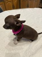 chihuahua pups zeer mooie t.cup & mini kleintjes raszuiver !, Dieren en Toebehoren, Honden | Chihuahua's en Gezelschapshonden