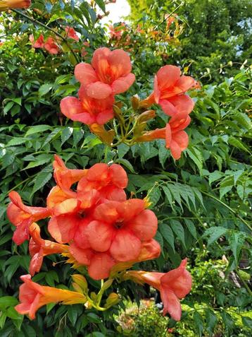 Trompetplant oranje ongeveer 35 cm. hoog  beschikbaar voor biedingen