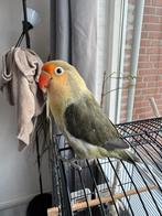 Agapornis met kooi – alleen voor een goed huis, Dieren en Toebehoren, Geslacht onbekend, Dwergpapegaai of Agapornis, Tam