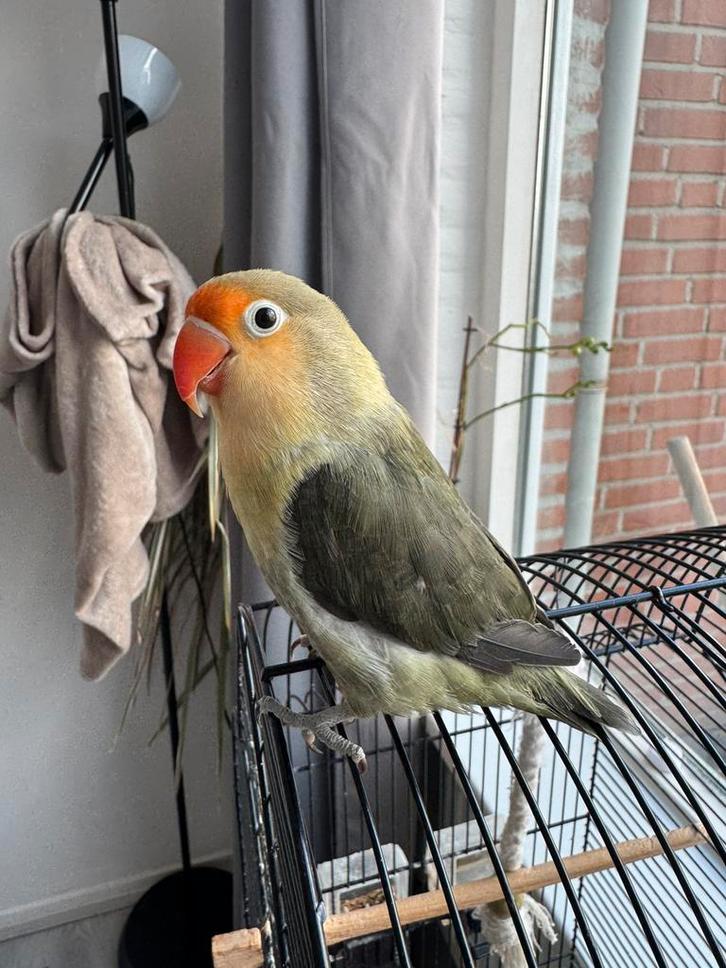 Agapornis met kooi – alleen voor een goed huis, Dieren en Toebehoren, Vogels | Parkieten en Papegaaien, Dwergpapegaai of Agapornis