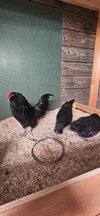 andwerpse baardkriel, Dieren en Toebehoren, Pluimvee, Meerdere dieren, Kip