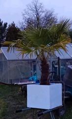 Mooie palmboom in pot, Tuin en Terras, Planten | Bomen, Ophalen, Palmboom