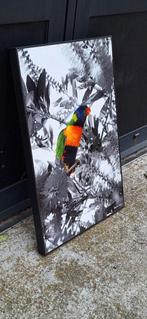 Kleurrijke Lorikeet foto door David Law (Parijs)., Ophalen, Minder dan 50 cm, ., Zo goed als nieuw