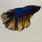 Betta splendens man 20, Dieren en Toebehoren, Vissen | Aquariumvissen, Vis