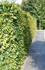 Beukenhaag, Tuin en Terras, Planten | Struiken en Hagen, Ophalen of Verzenden, Beukenhaag, 100 tot 250 cm