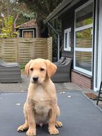 Labrador puppies., Dieren en Toebehoren, Honden | Retrievers, Spaniëls en Waterhonden, 8 tot 15 weken, Labrador retriever, Meerdere