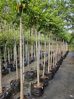 Prunus yedoensis te koop!, Lente, 100 tot 250 cm, Ophalen, Volle zon