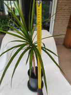 Kamerplanten: Dracaena/Citroen geranium/Cactus, Ophalen, Overige soorten, Halfschaduw, Minder dan 100 cm