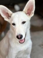 ZEER ZACHTAARDIG LIEF ZORGZAAM JONG REUTJE BENNIE, Particulier, Rabiës (hondsdolheid), 15 weken tot 1 jaar, Reu