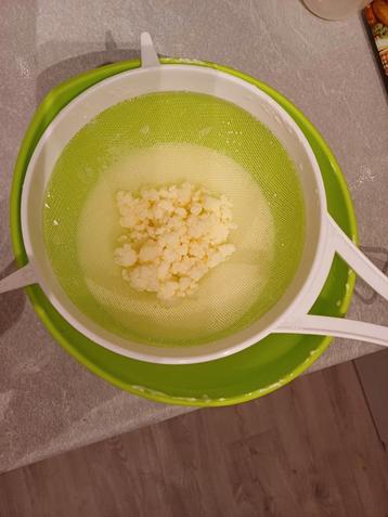 Kefir korrels melkkefir cultuur  beschikbaar voor biedingen