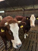 Pinken, Dieren en Toebehoren, Runderen, Vrouwelijk, 0 tot 2 jaar