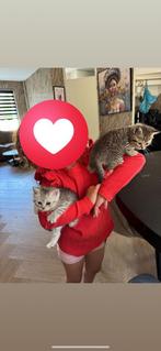 Britse korthaar kittens, Kater, Ontwormd