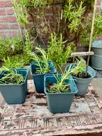 Biologische Rozemarijn stekken goed geworteld. Rosmarinus, Tuin en Terras, Planten | Tuinplanten, Ophalen, Volle zon, Vaste plant
