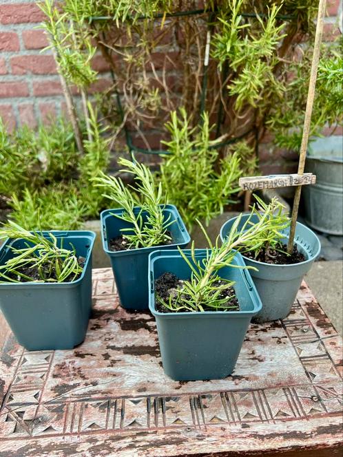 Biologische Rozemarijn stekken goed geworteld. Rosmarinus, Tuin en Terras, Planten | Tuinplanten, Vaste plant, Kruiden, Volle zon