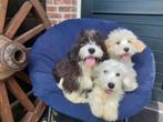 BOOMER PUPS , wie komt ons halen ?? TROUWE MAATJES !!!!, Dieren en Toebehoren, Honden | Chihuahua's en Gezelschapshonden, Maltezer