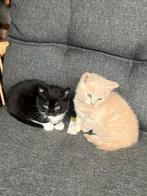 Poesje te koop, Dieren en Toebehoren, Katten en Kittens | Overige Katten, Meerdere dieren