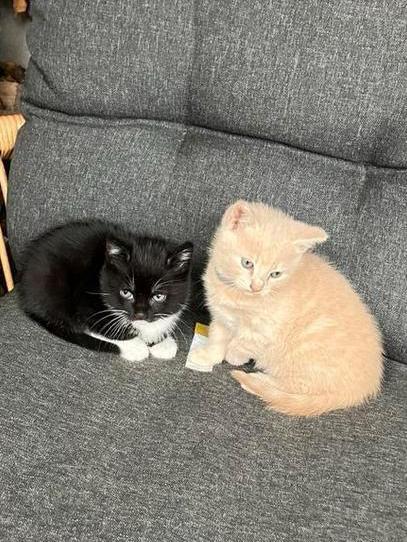 Poesje te koop, Dieren en Toebehoren, Katten en Kittens | Overige Katten, Meerdere dieren