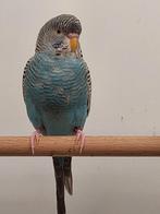 Blackface fallow en blf df/bw, Mannelijk, Parkiet