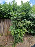 GRATIS! Mooie Mahonia struik!, Tuin en Terras, Planten | Bomen, Ophalen, Halfschaduw, Overige soorten, 100 tot 250 cm