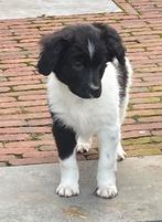 Hele mooie BORDER COLLIE x FRIESE STABIJ pup - reutje, Parvo, Nederland, Reu, 8 tot 15 weken
