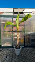 Grote bananenplant musa basjoo 170 cm XL, Ophalen of Verzenden, Volle zon, Overige soorten, 100 tot 250 cm