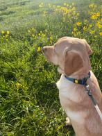 Labrador van bijna 2 jaar oud, Dieren en Toebehoren, Honden | Chihuahua's en Gezelschapshonden, Particulier, 1 tot 2 jaar, Reu