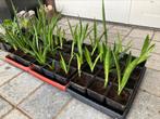 Sansevieria/ vrouwentong stekjes te koop, Ophalen of Verzenden, Overige soorten, Minder dan 100 cm