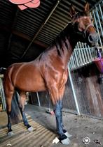 Super lieve 3,5 jarige merrie, Dieren en Toebehoren, Merrie, Gechipt, Zadelmak, 3 tot 6 jaar