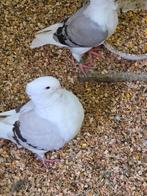 5 hollandse meeuwen, Dieren en Toebehoren, Meerdere dieren, Overige soorten