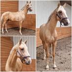 Supergave en grote!! Palomino, Dieren en Toebehoren, Met stamboom, Dressuurpaard, Hengst, 3 tot 6 jaar