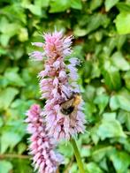Persicaria bistorta 'Superba' - duizendknoop - bio zaden, Ophalen of Verzenden, Voorjaar, Volle zon, Zaad