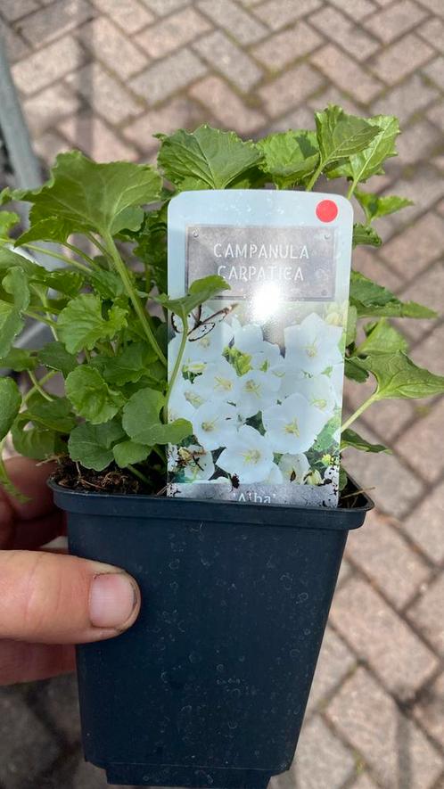 Campanula wit (grondbedekker), Tuin en Terras, Planten | Tuinplanten, Ophalen