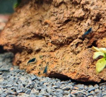 Blue velvet neocaridina garnalen beschikbaar voor biedingen