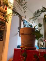 Cycas palmplant heeft meer liefde nodig!, Vaste plant, Bloeit niet, Halfschaduw, Ophalen