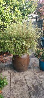Bamboe Fargesia Rufa in Keulse pot - 175 cm hoog, Tuin en Terras, Planten | Tuinplanten, Overige soorten, Ophalen, Bloeit niet