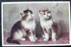 Poezen zijn verrast door de langsvliegende zeepbel, 1917, Verzenden, Voor 1920, Gelopen, Hond of Kat