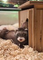 Fretten / frettenpups, Meerdere dieren, Na 1 juli 2024