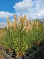 Bamboe & Siergrassen - 50% Korting!, Ophalen, Bloeit niet, Siergrassen, Halfschaduw