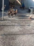 Gele boomeenden, Meerdere dieren, Eend